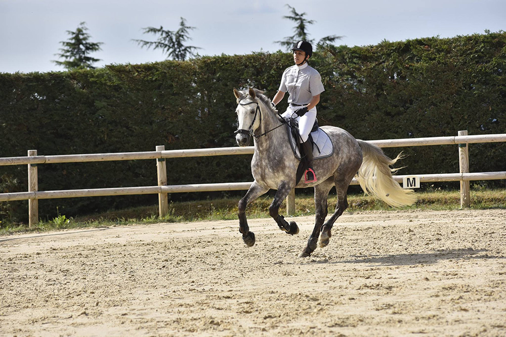 Travail du jeune cheval Diémoz