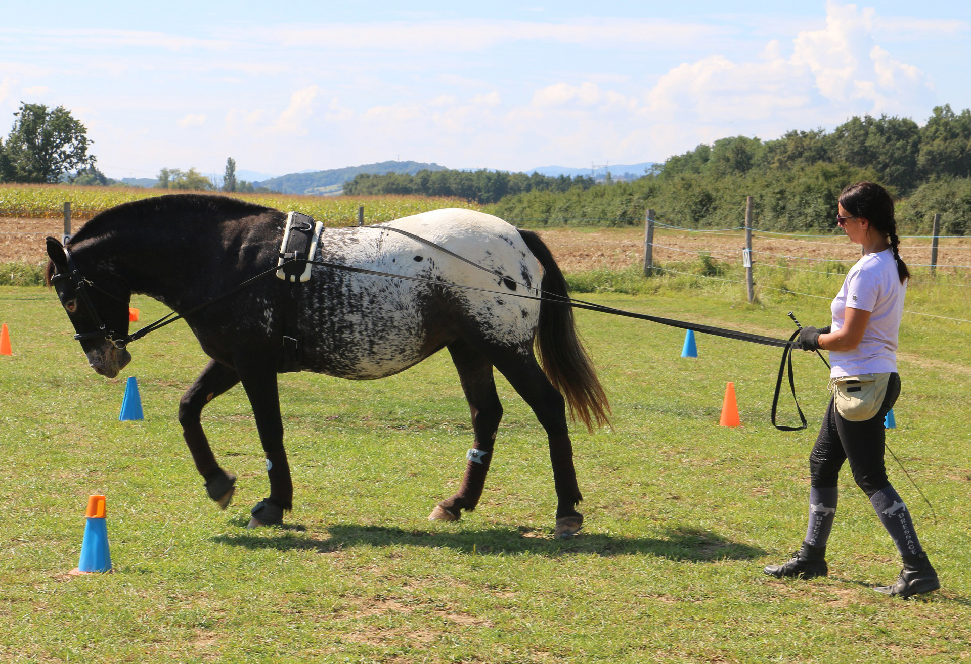 Développement de la biomécanique du cheval Montseveroux