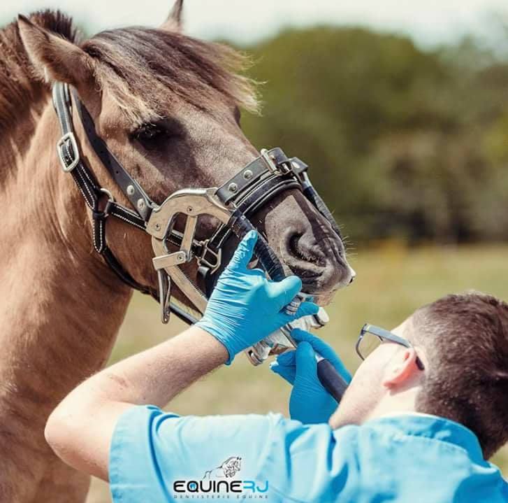 Développement de la biomécanique du cheval Vienne 38